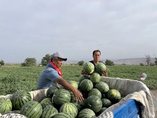 兵立王大桶吃瓜,瓜田里的传奇英雄