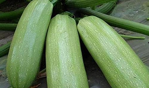 九月瓜的吃瓜心得,品味秋日甜蜜，解锁吃瓜新体验