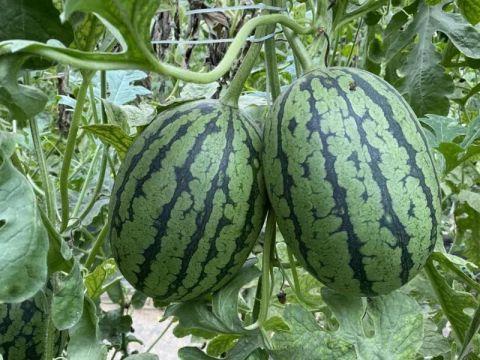 瓜瓜吃瓜幼,幼年趣味生活剪影