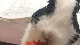 吃瓜喵喵鸣,揭秘娱乐圈那些不为人知的幕后故事