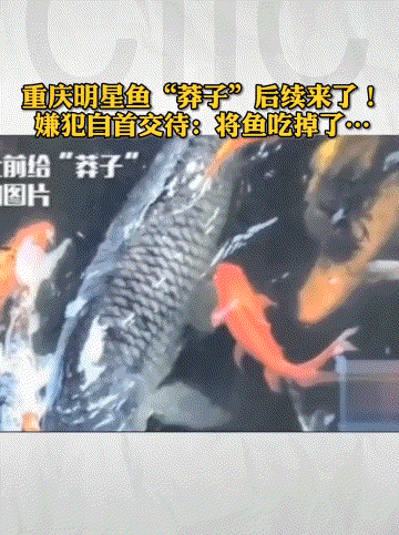 明星鱼 莽子,闪耀水族界的璀璨明珠