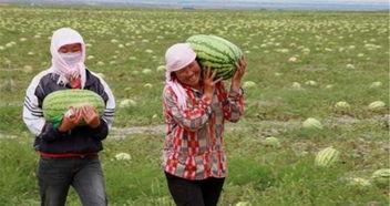朋友吃瓜最积极,揭秘朋友间的瓜田乐