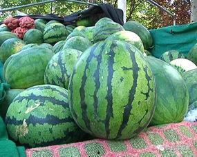 地府吃瓜系统免费观看,免费畅享幽冥界精彩瞬间