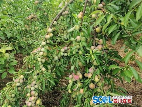 乐至网红村,田园风光中的数字新地标