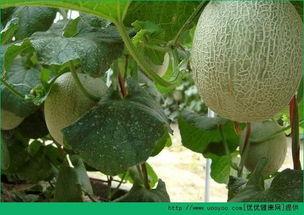 吃哈密瓜胖人,揭秘吃哈密瓜是否会增肥的秘密