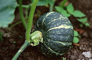 南京交院吃瓜 下载,揭秘校园热点事件背后的真相