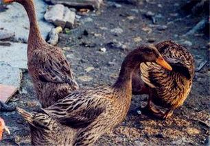 网红胜仔为啥叫鸭子,网红胜仔昵称“鸭子”背后的故事揭秘
