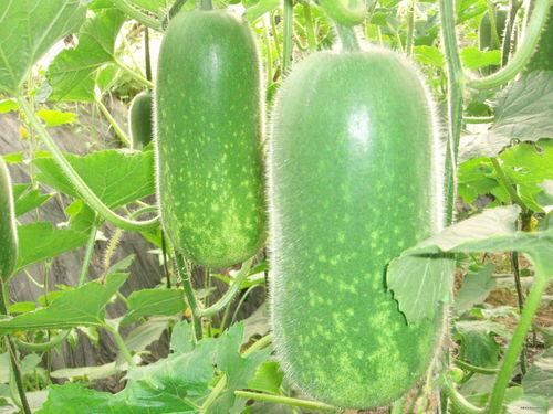 捧瓜怎么吃减肥最快