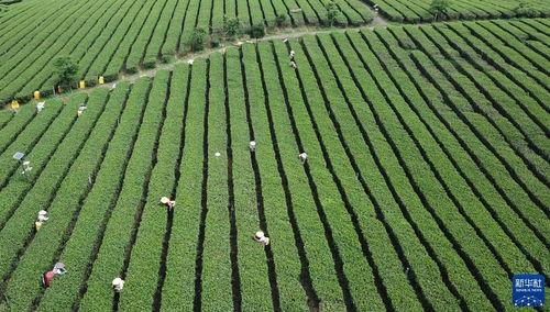 今日头条采茶工,今日头条聚焦茶农生活