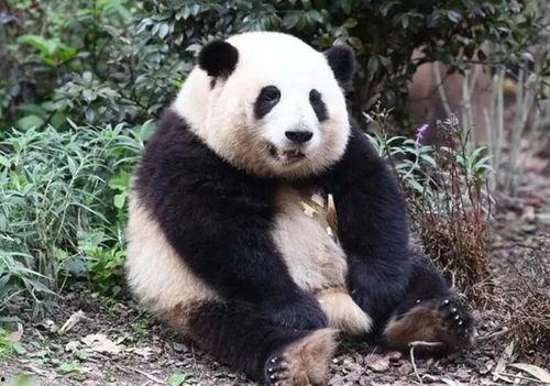 逗笑网红大熊猫图片,网红大熊猫萌态百出，萌翻网友心