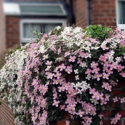 爬藤植物头条号推荐,从生长习性到养护技巧