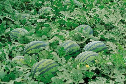 aaa化学师范小李吃瓜,从“aaa”到吃瓜的趣味教学之旅